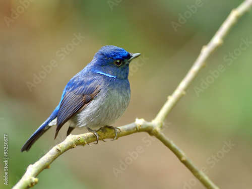 Bird (Small Niltava) , Thailand
