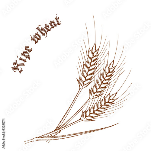 vector pencil hand drawn illustration of wheat with label "ripe wheat"