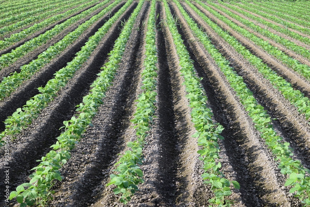大豆畑/山形県鶴岡市の畑で、大豆畑の風景を撮影した写真です。 大豆畑/山形県鶴岡市の畑で、大豆畑の風景を撮影した写真です。
