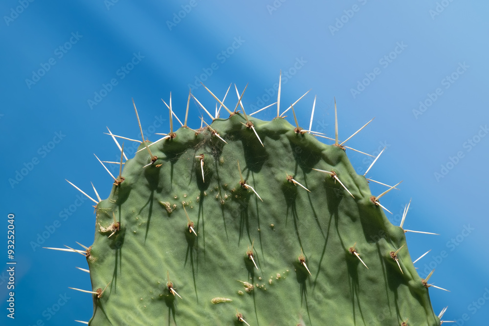Kaktusblatt mit Stacheln, cactus, sting 15115.jpg Kaktusblatt mit Stacheln, cactus, sting 15115.jpg