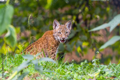 Young lynx