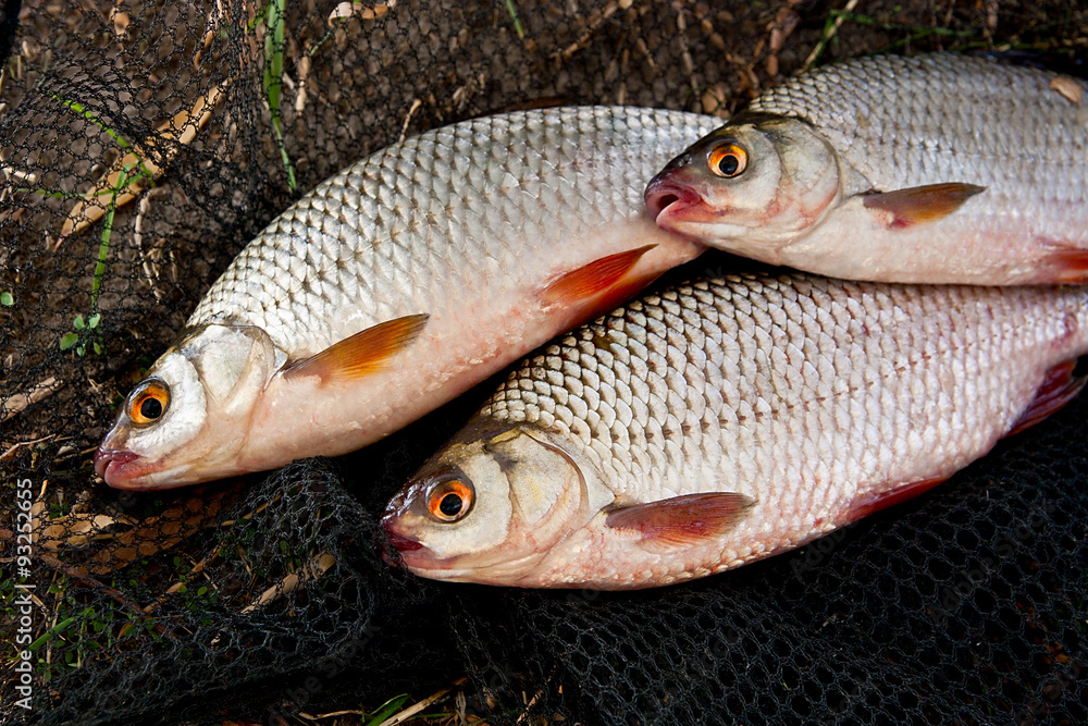 Several of roach fish on the withered grass. Several of roach fish on the withered grass.