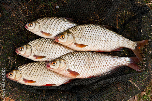Several of roach fish on on fishing net.