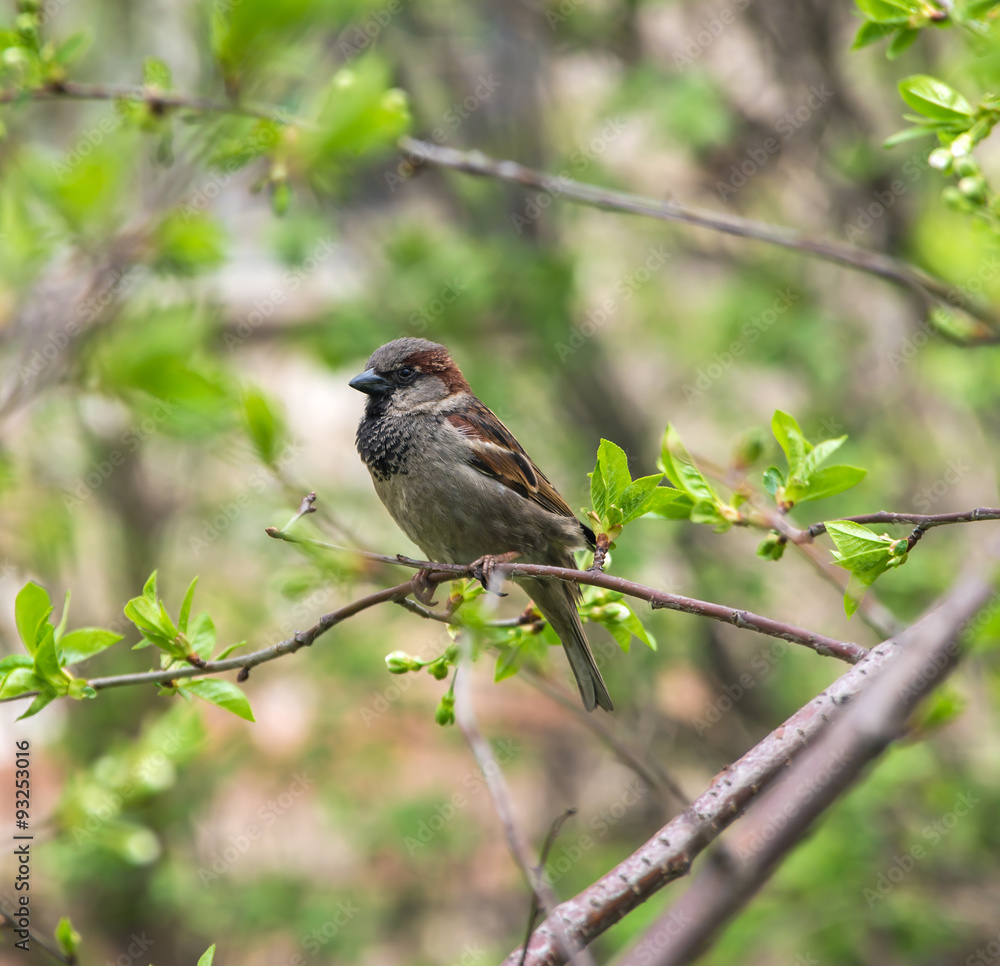 Sparrow Sparrow