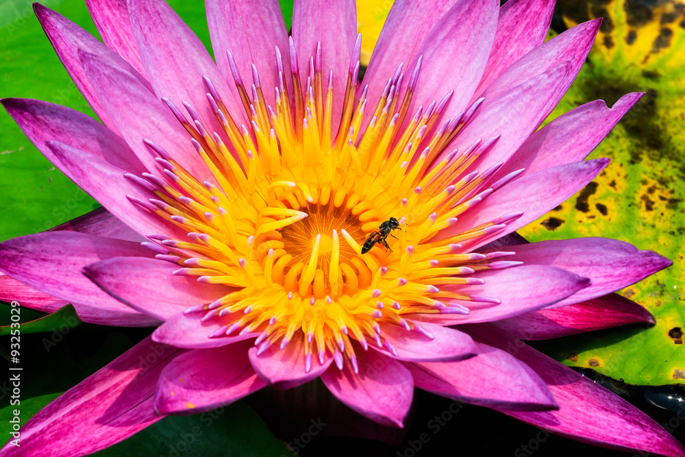 Bee in Lily Bee in Lily