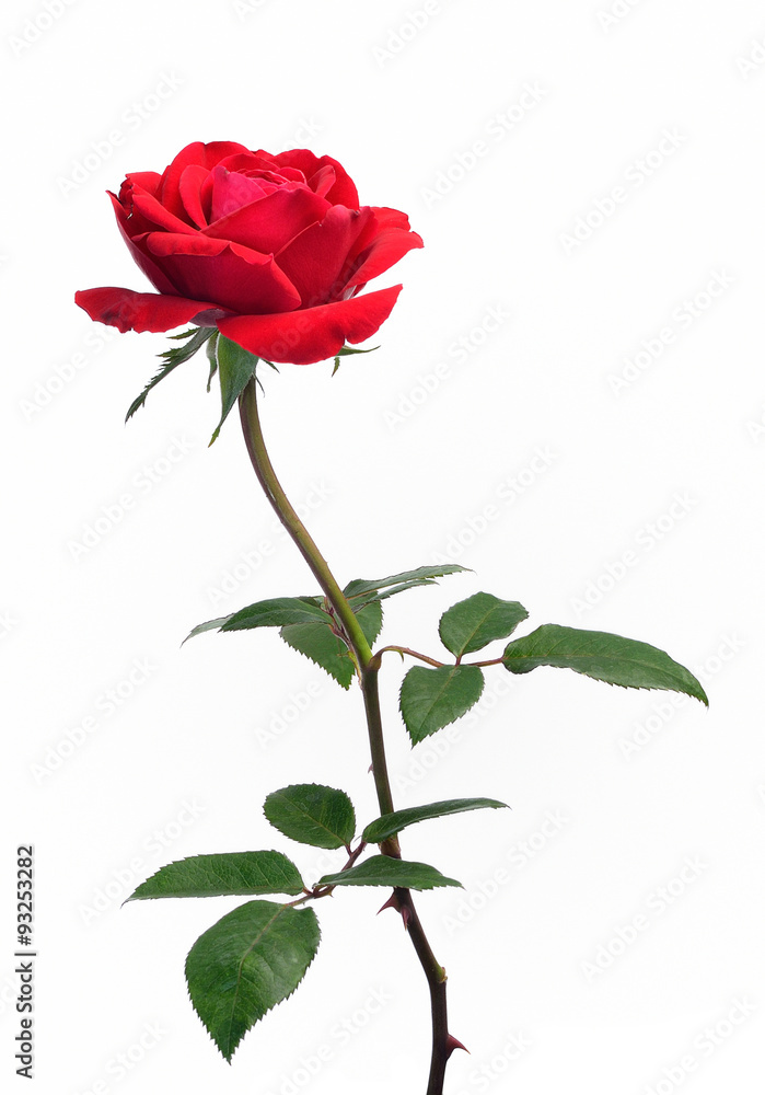 Fototapeta premium beautiful red rose isolated on white background