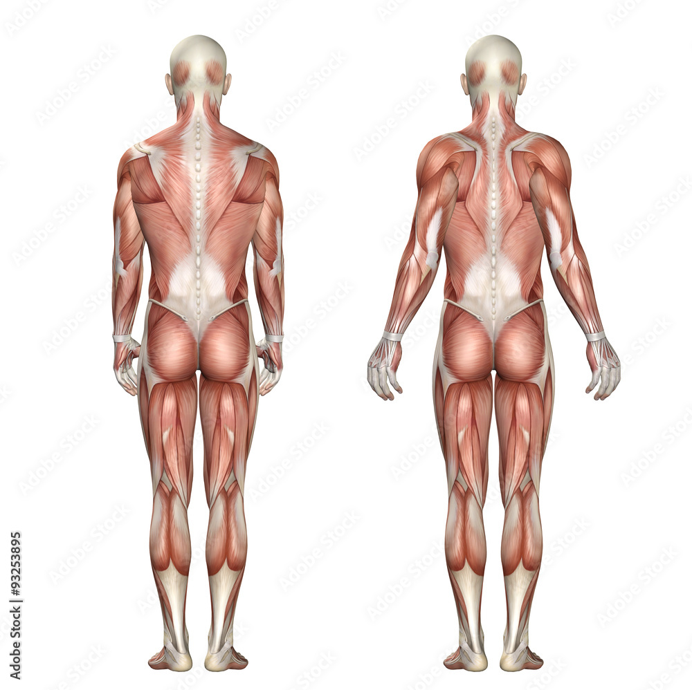 3D medical figure showing scapula protraction and retraction Stock