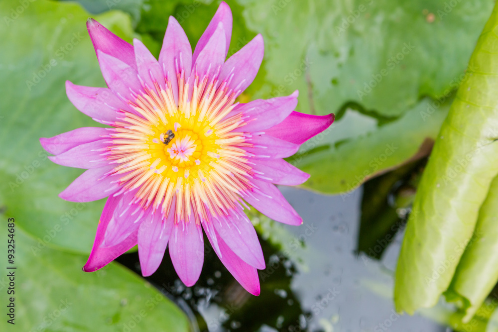 Beautiful lotus flower in the pond Beautiful lotus flower in the pond