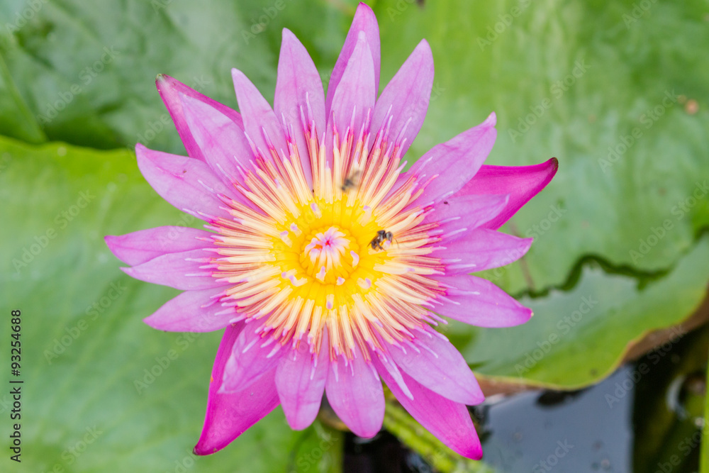 Beautiful lotus flower in the pond Beautiful lotus flower in the pond
