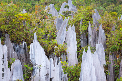 Limestone pinnacles at gunung mulu national park photo