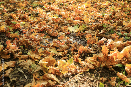 Autumn texture of yellow fallen leaves
