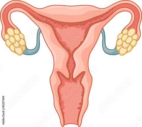 Female reproductive system cartoon