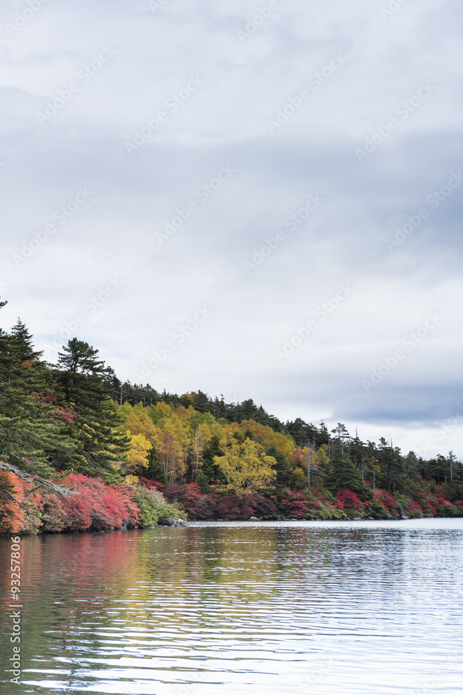 白駒池の紅葉