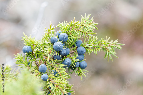 Closeup of a branch of juniper berriy