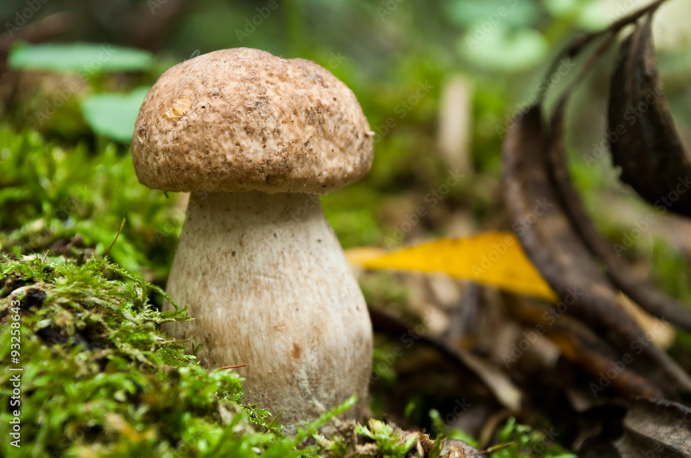 bolet dans la forêt sur tapis de mousse bolet dans la forêt sur tapis de mousse