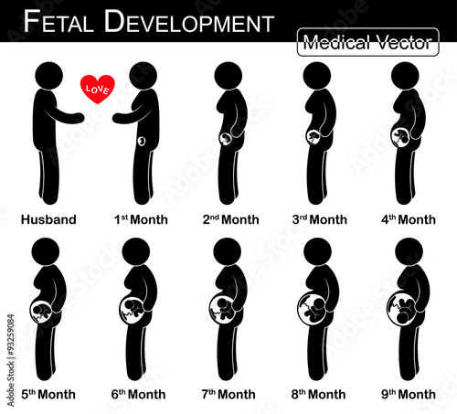 Fetal development ( pregnant woman and fetal growth in womb )( step by step )( Medical , Science and Healthcare concept )( husband and wife concept )( flat , black and white design )( love & family )