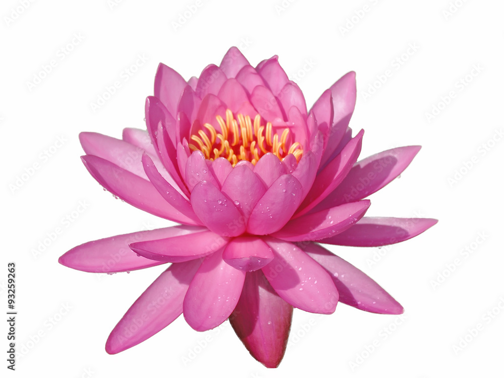 lotus flower isolated on white background lotus flower isolated on white background