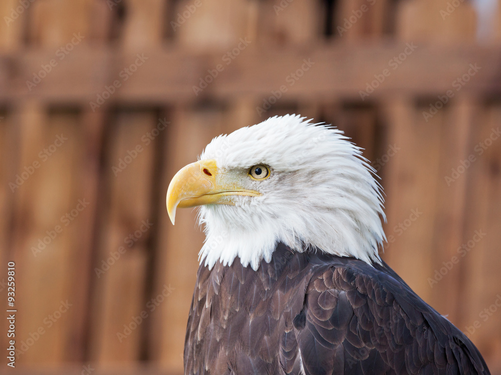 Fototapeta premium An adult female Bald Eagle ( Haliaeetus leucocephalus ), the national bird of the USA