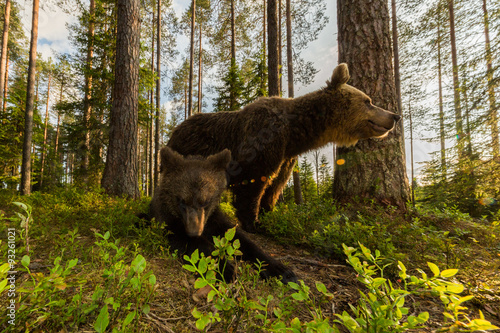Wild brown bear in forest © jamenpercy