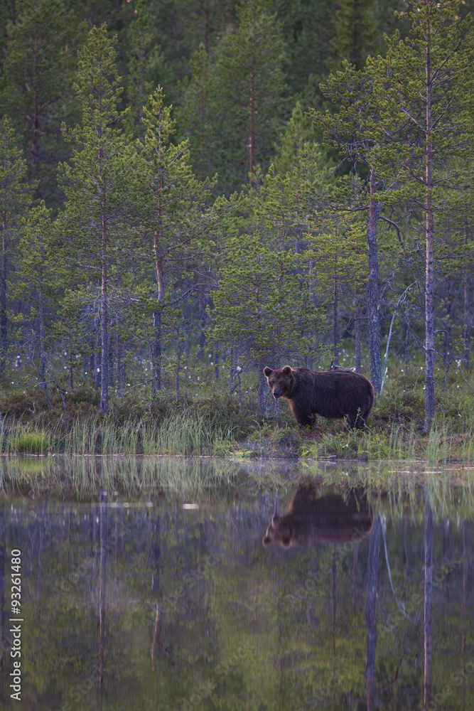 Wild brown bears in forest Wild brown bears in forest