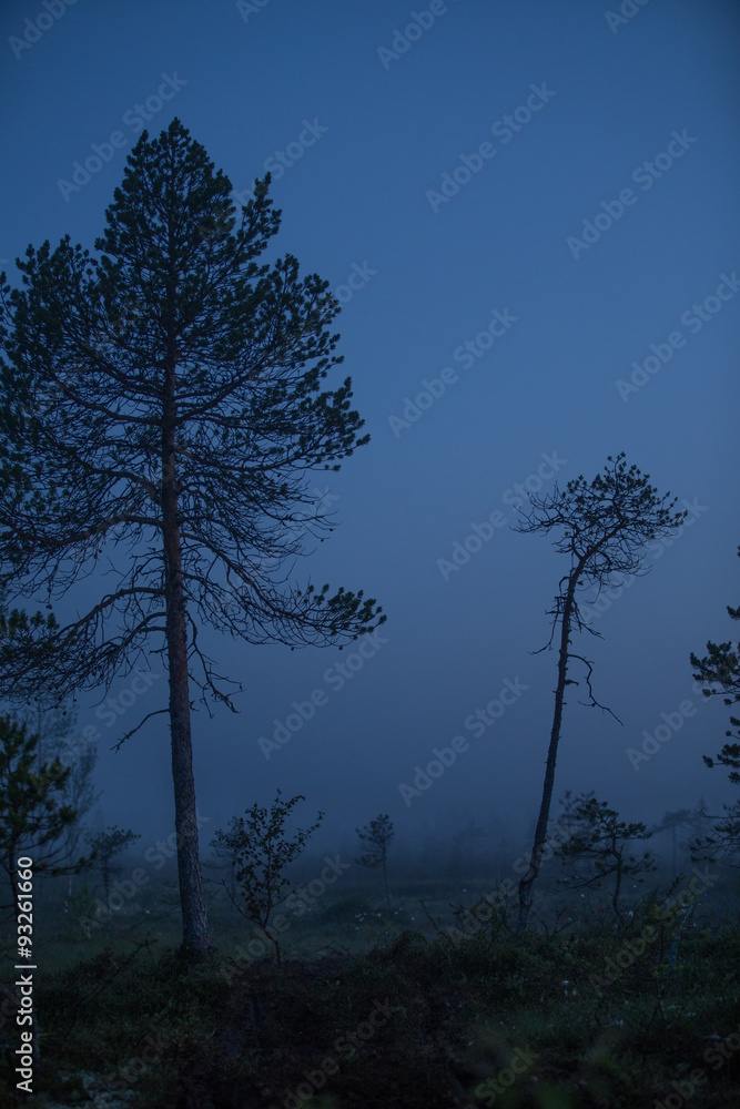 Obraz premium Dark and gloomy forest and river side with mist