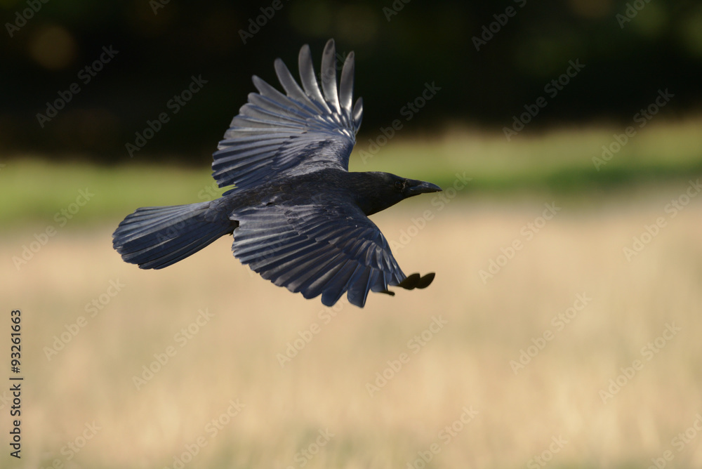 Fototapeta premium Carrion Crow, Corvus corone