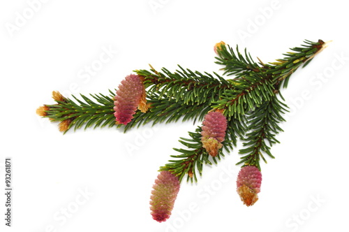 Flowering fir tree isolated on white background