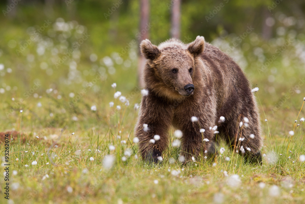 Fototapeta premium Wild brown bears in forest and meadows