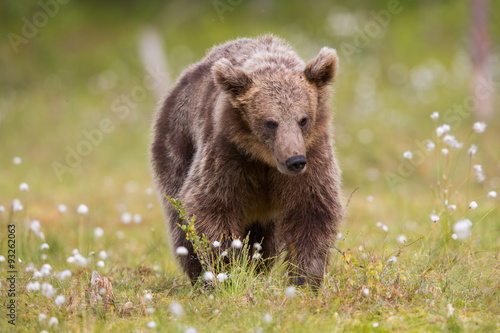 Wild brown bears in forest and meadows