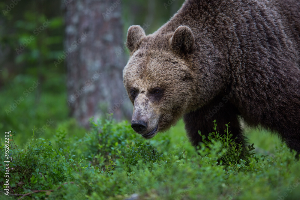 Wild brown bears in forest and meadows Wild brown bears in forest and meadows