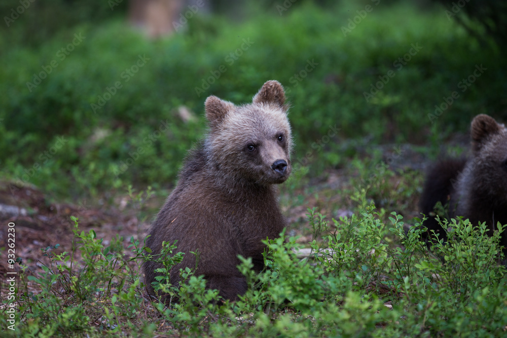Wild brown bears in forest and meadows Wild brown bears in forest and meadows
