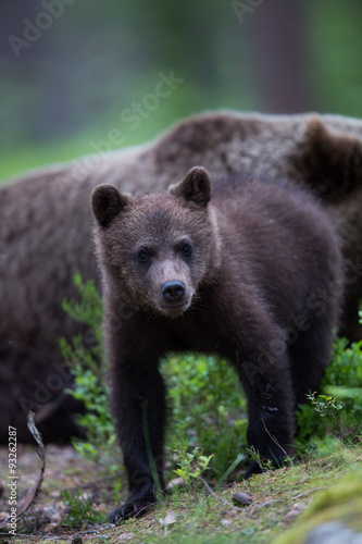 Wild brown bears in forest and meadows