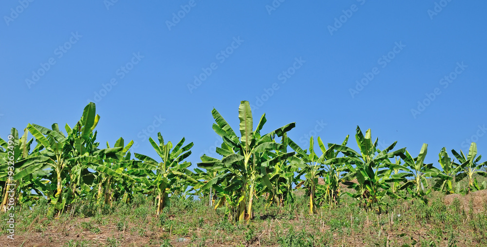 A banana field with blue sky,Thailand A banana field with blue sky,Thailand