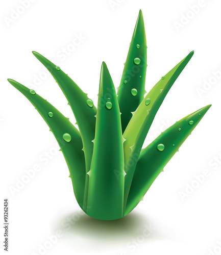 aloe vera with drops of water