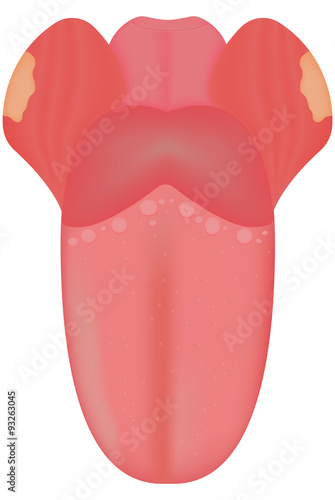 The Tongue