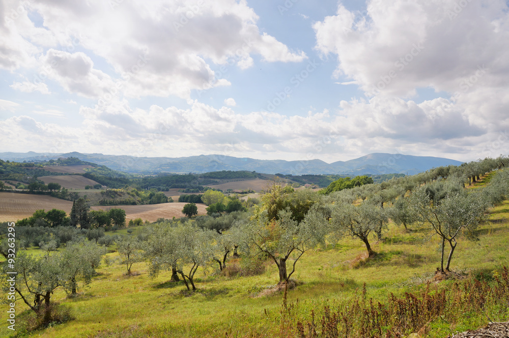 oliveto e campagna 