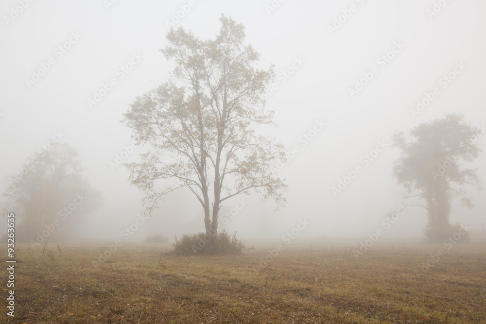A foggy autumn morning in Springside Park in the Berkshire Mountains of Western Massachusetts. A foggy autumn morning in Springside Park in the Berkshire Mountains of Western Massachusetts.