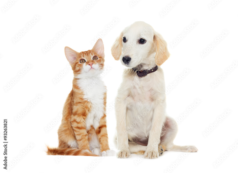 Fototapeta premium ginger kitten and beige puppy looking