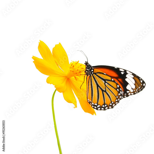 Butterfly (Common Tiger) and flower isolated on white background