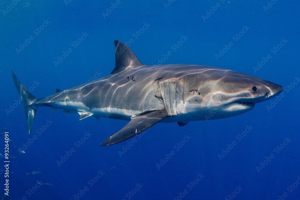 Fototapeta premium The great white shark