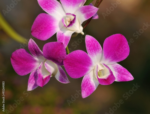 Beautiful purple orchid Thailand