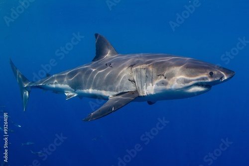 The great white shark © leodoc63