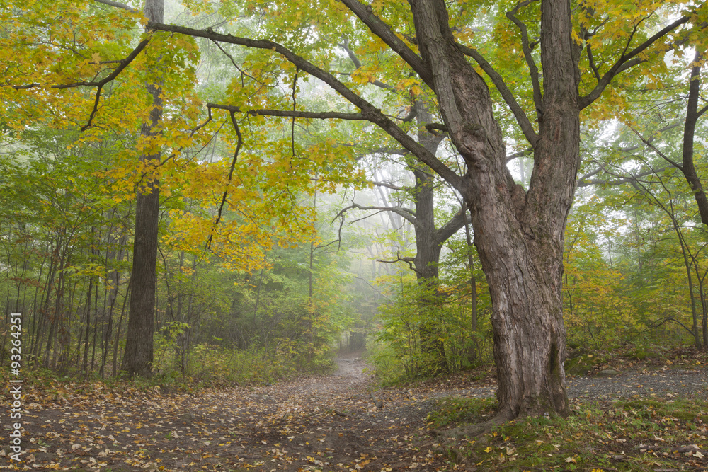 A foggy autumn morning in Springside Park in the Berkshire Mountains of Western Massachusetts.