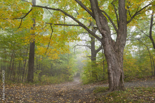 A foggy autumn morning in Springside Park in the Berkshire Mountains of Western Massachusetts. photo