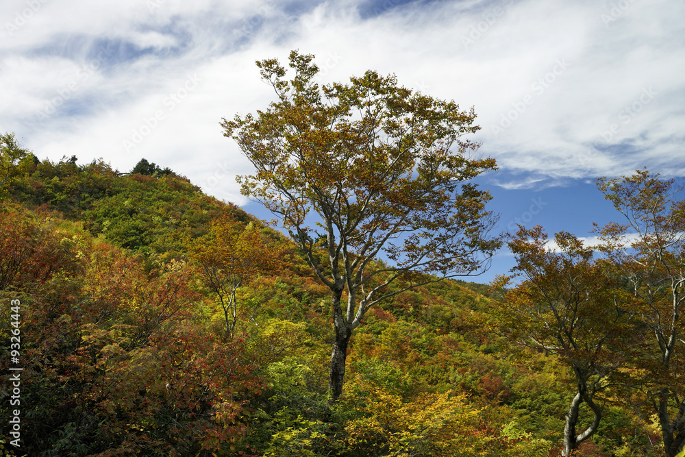 Fototapeta premium 紅葉の白山白川郷ホワイトロード