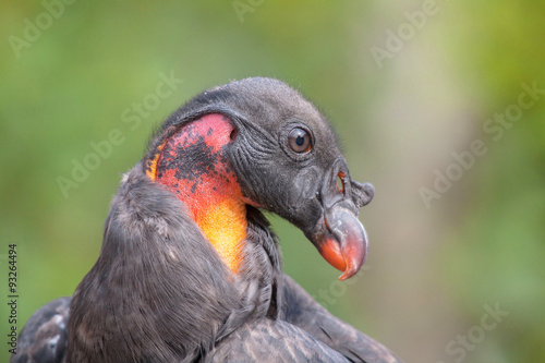 Tête de condor des Andes - Vultur gryphus - en gros plan 