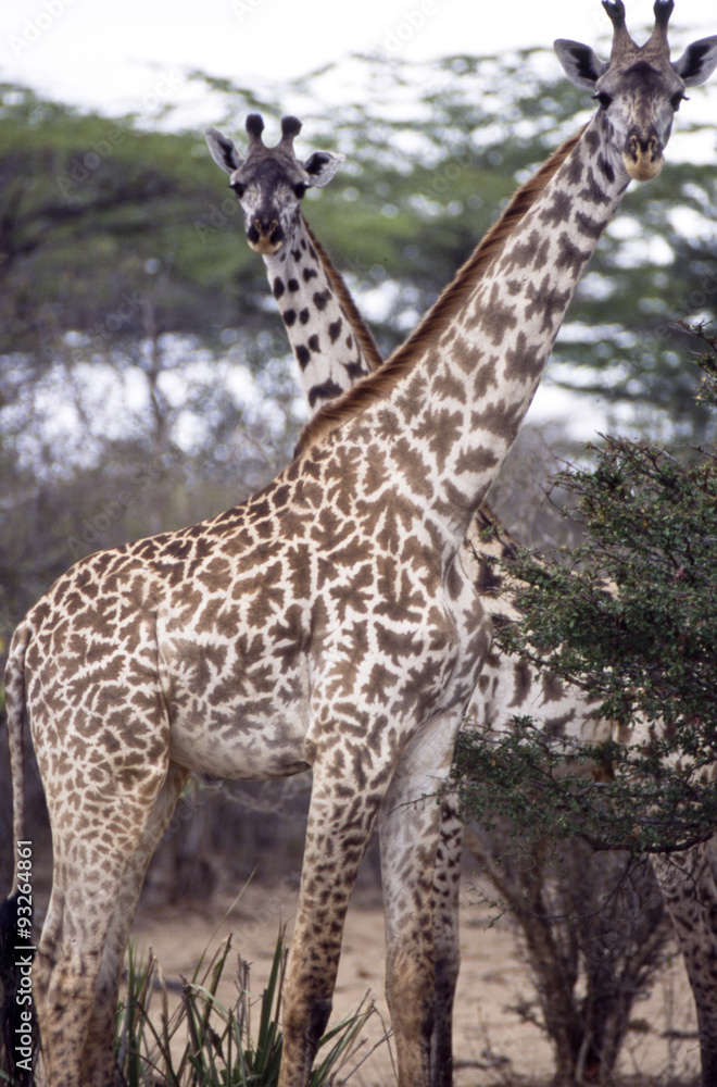 Fototapeta premium Giraffa (Giraffa camelopardalis) del Selous Game Reserve in Tanzania 
