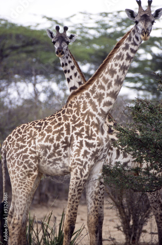Giraffa (Giraffa camelopardalis) del Selous Game Reserve in Tanzania 