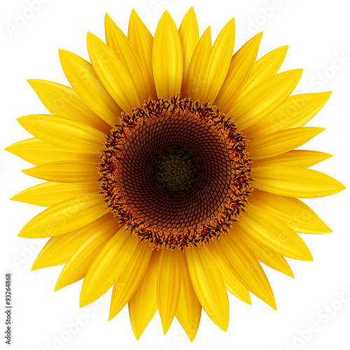 Fototapeta Naklejka Na Ścianę i Meble -  Sunflower isolated