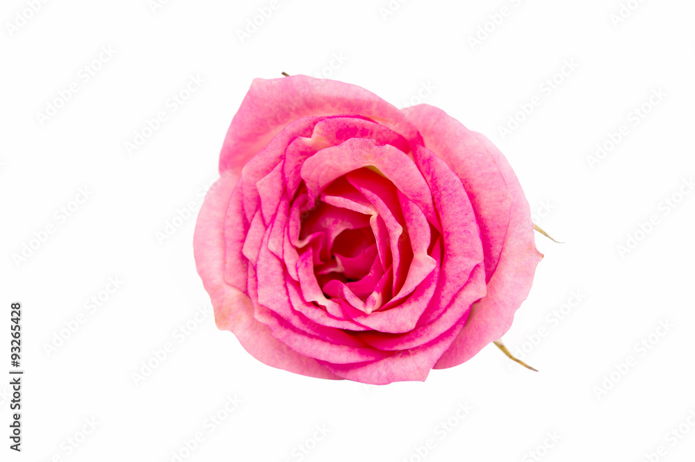 pink rose pink rose